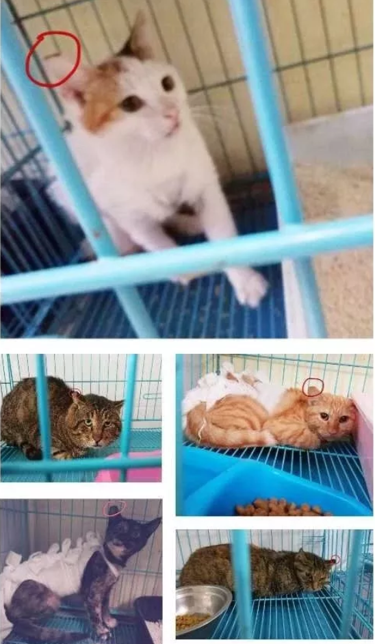 QQ截图20190705000436.png