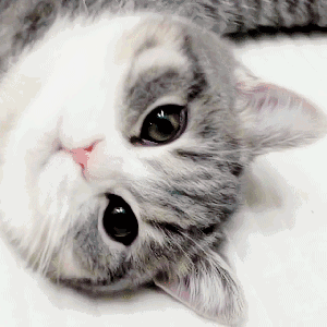 34.gif