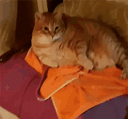 DM_20210524204425_010.gif