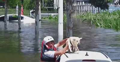 DM_20210809205101_001.gif DM_20210809205101_001.gif