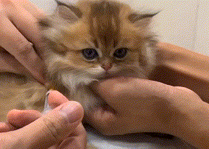 pic_006.gif pic_006.gif