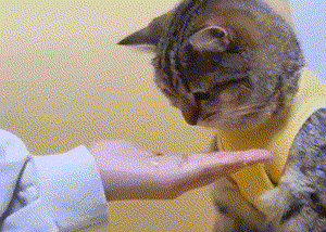 pic_002.gif pic_002.gif