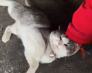 pic_014.gif pic_014.gif