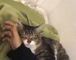 pic_004.gif pic_004.gif