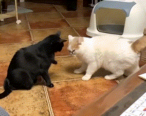 pic_001.gif pic_001.gif