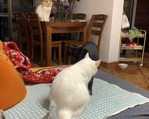 pic_017.gif pic_017.gif