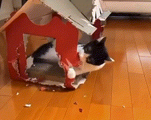 pic_015.gif pic_015.gif